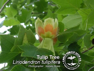 tulip magnolia tree pictures. American Tulip tree