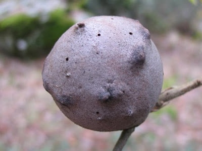 Oak Gall