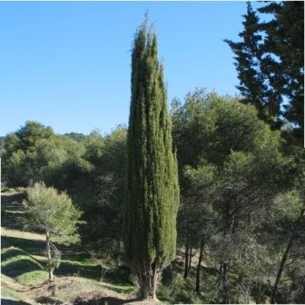 The Mediterranean Cypress tree