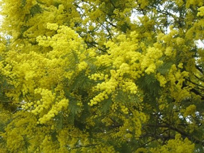 Wattle Pictures