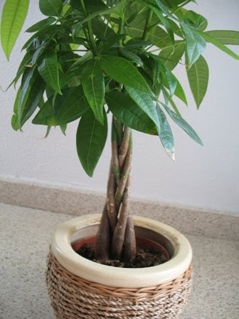 NEW!!1 plant with root money tree  Cape of Good Hope Dracaena rotate money