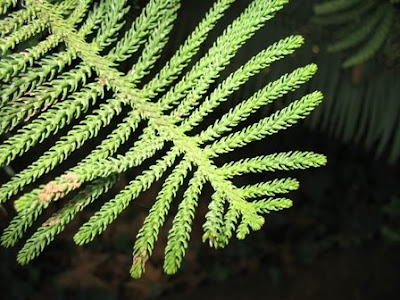 The leaves of the Norfolk pine