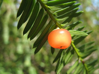 Pacific Yew