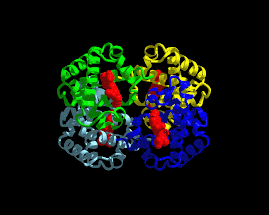 Hemoglobin