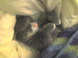 Rex- Under a blanket