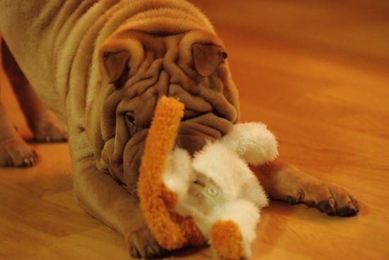 [gaho1.jpg]