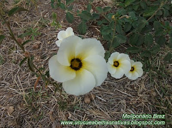 "Flor de lagartixa."