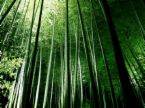 [bamboo.jpg]