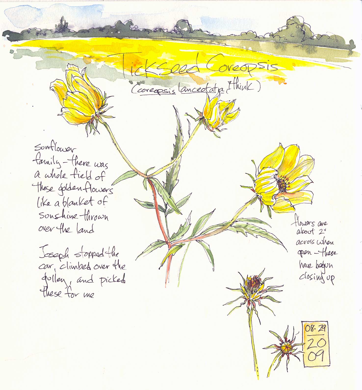 [CoreopsisW.jpg]