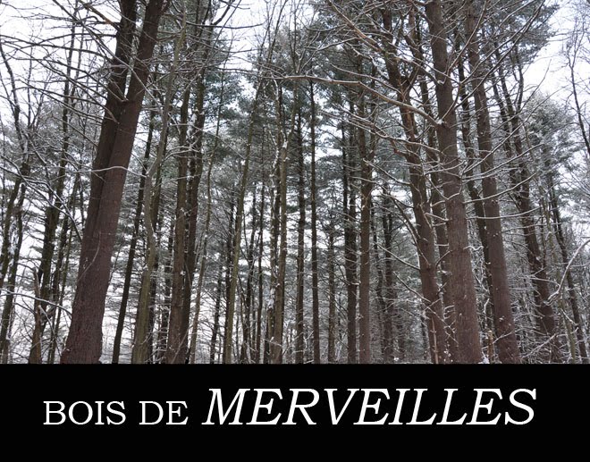 Bois de Merveilles