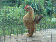 Ayam Serama