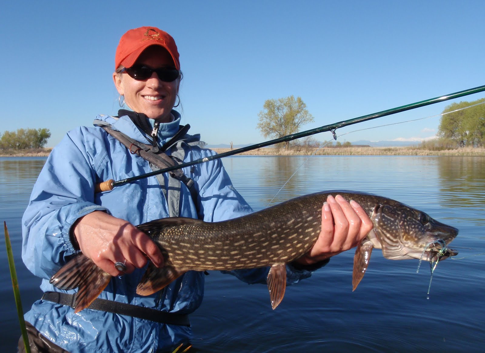 Colorado Fly Fishing Reports Norhern Pike on the Fly (Rocky Mt. Arsenal)