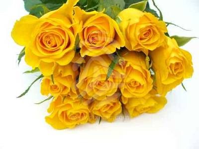 Yellow Rose Bunch. yellow roses pictures. Yellow Rose Bunch.