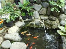 desain kolam hias