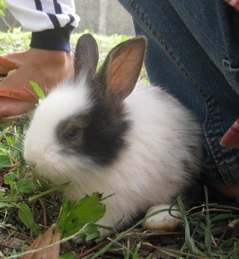 [angora+momo+01.jpg]