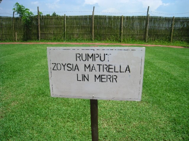 [zoysia+matrella.JPG]