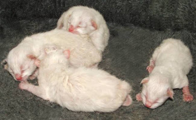 Newborn+kitten+poop