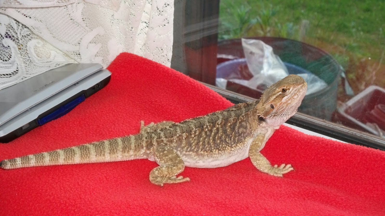 Bearded Dragon