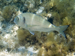 PECES DE LA BAHIA.