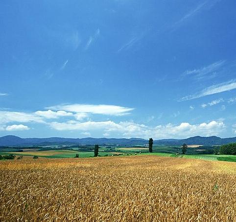 FOOD HISTORY Three Field Agricultural System