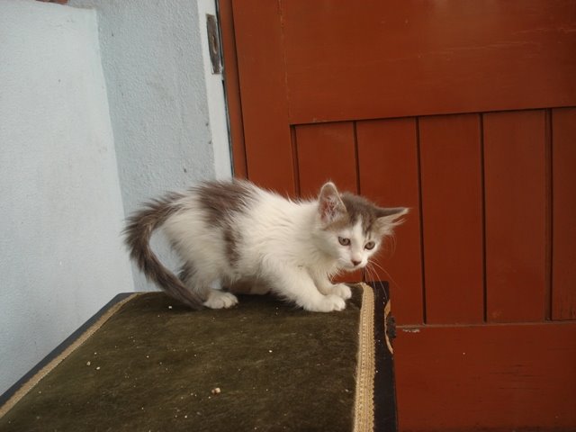 [DSC01451.JPG]