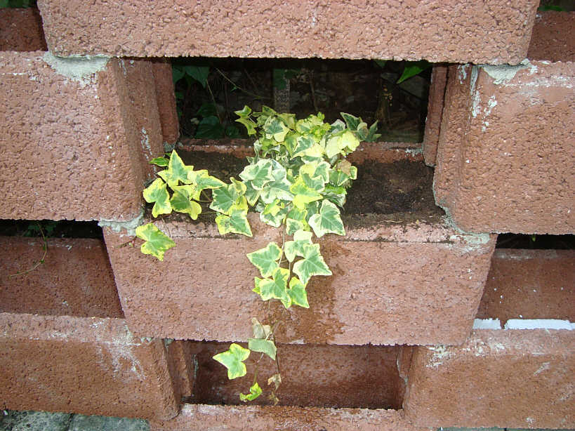 Www Rafamania De Mauer Blumchen