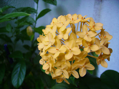 Yellow Ixora