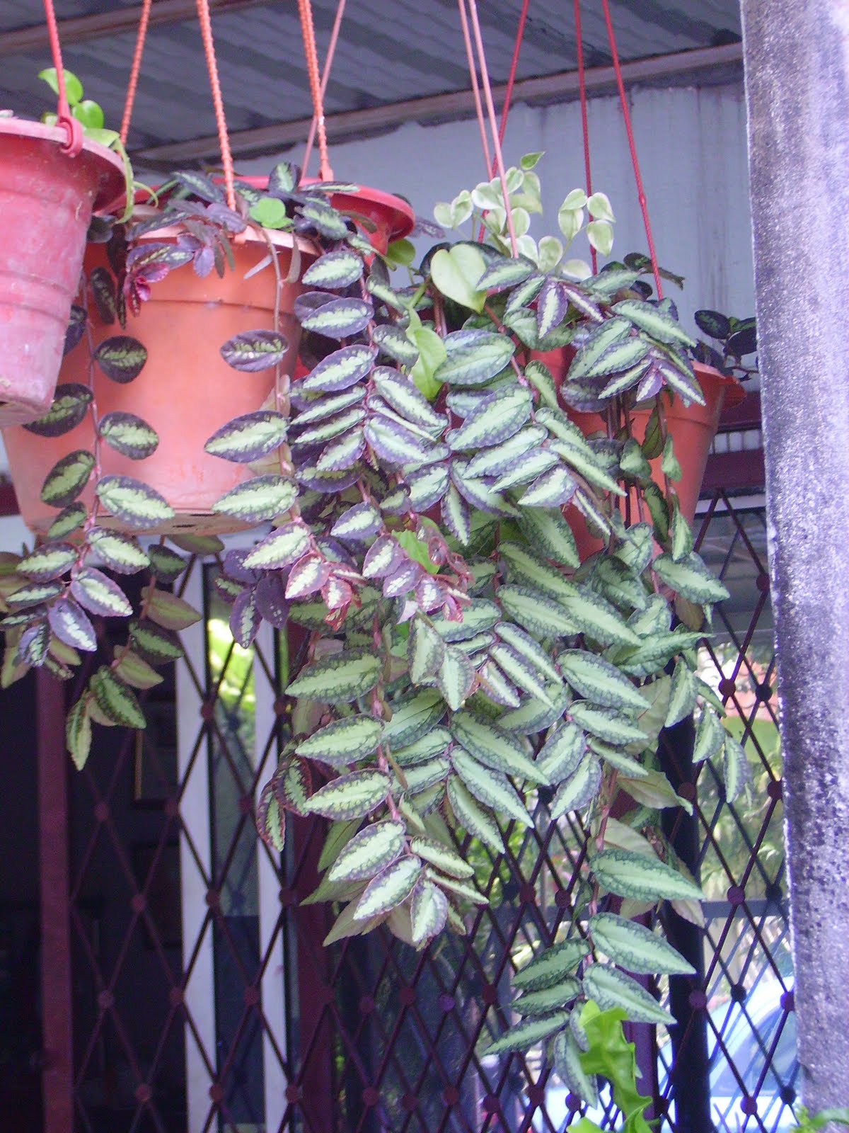 Garden Chronicles Trailing Watermelon Begonia Pellionia repens