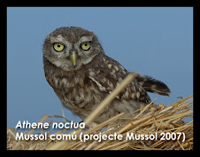 PROJECTE MUSSOL