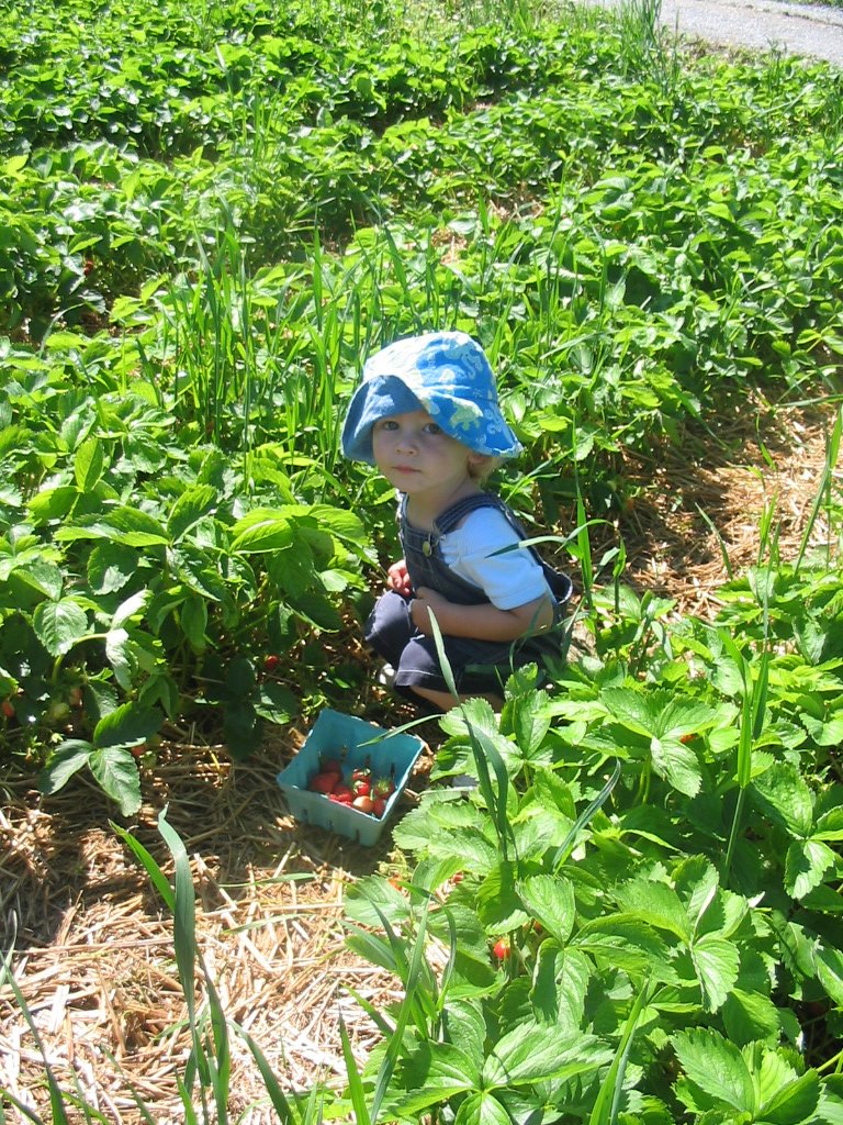 [cooper+strawberry3.JPG]