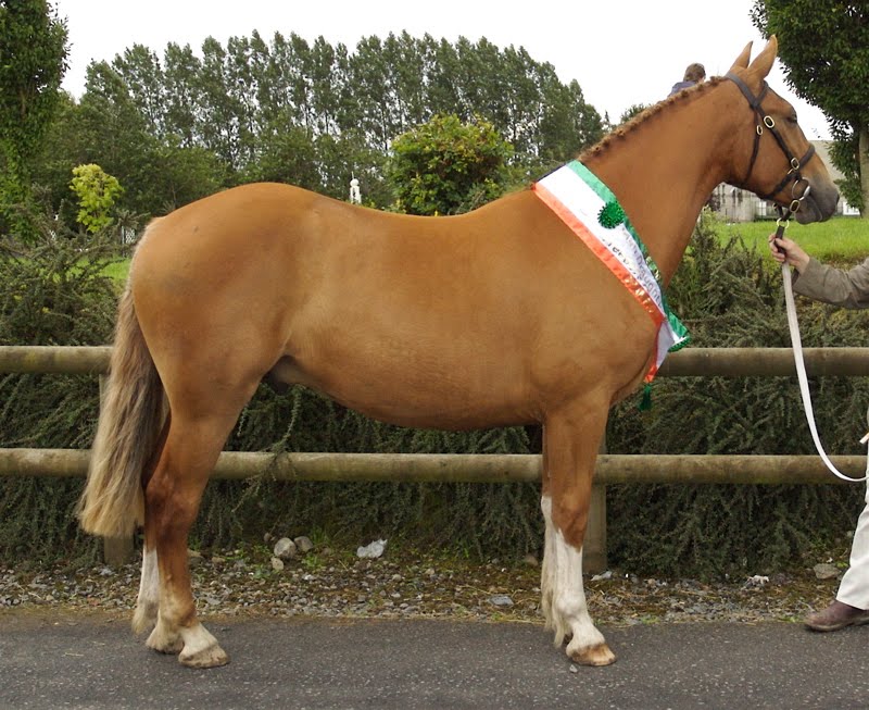 LOUGH HOUSE & ORGANIC FARM Irish Draught Horse Breeders