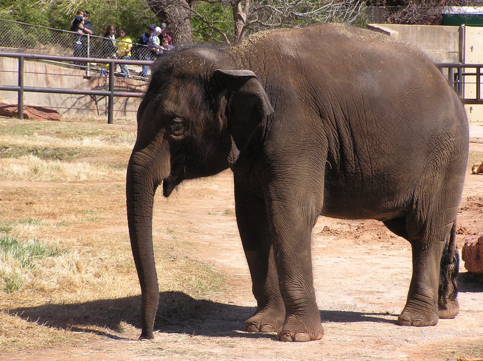 [Zoo_Elephant_2008.JPG]