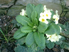 Primroses