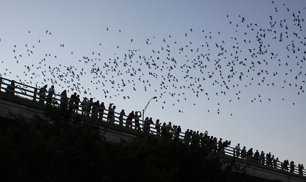 [bats-exiting-the-bridge-BINNS-IMG_3343-copy.jpg]