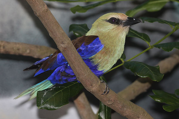 [Blue-bellied-Roller-BINNS-IMG_3912-copy.jpg]