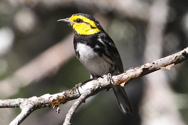 [Golden-cheecked-Warbler-BINNS-IMG_3458-copy.jpg]