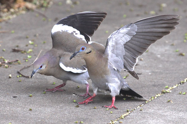 [white-winged-doves-BINNS-IMG_3624-copy.jpg]