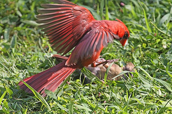 [cardinals-fighting-1-BINNS-IMG_8681-copy.jpg]