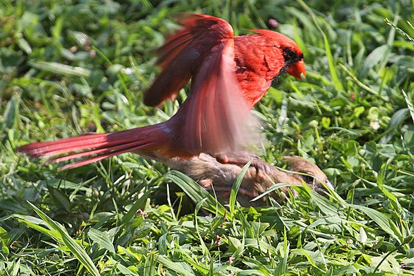 [cardinals-fighting-2-BINNS-IMG_8682-copy.jpg]