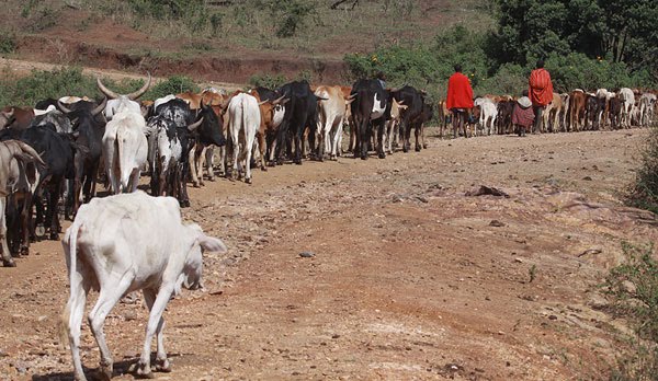 [Maasai-cattle-BINNS-IMG_1806-copy.jpg]
