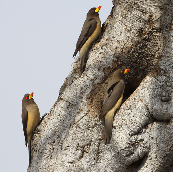 [yellow-billed-oxpeckers-at-nest-hole-BINNS-IMG_2157-copy.jpg]