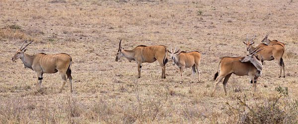 [Elands-BINNS-IMG_2099-copy.jpg]