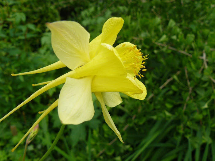 aquilegia chrysanta "yellow queen"