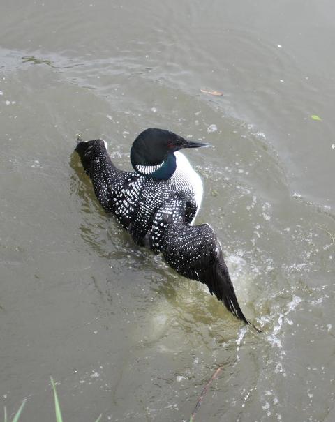 [COLO_release7[1]_web.JPG]