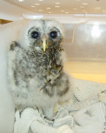 [Raptor+Babies+003.jpg]