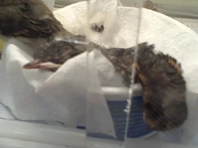 [Video+2+(trimmed)+00m+14s.jpg]