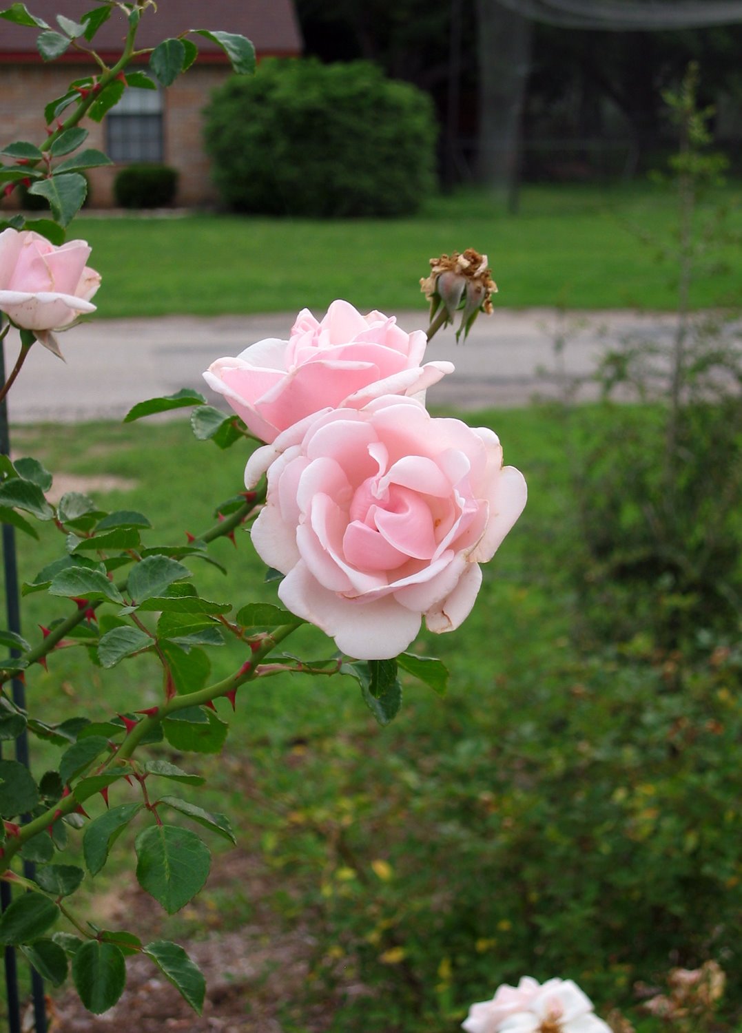 [IMG_7265.JPG]