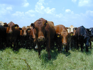 [smallcows.jpg]