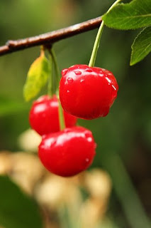 Sour Cherries (Prunus cerasus)