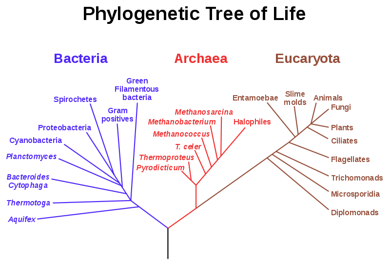 easy definition of phylogenetic tree